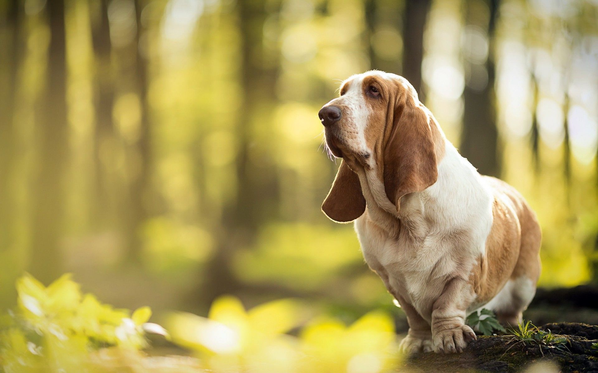 1920x1200 Basset Hound HD Wallpaper