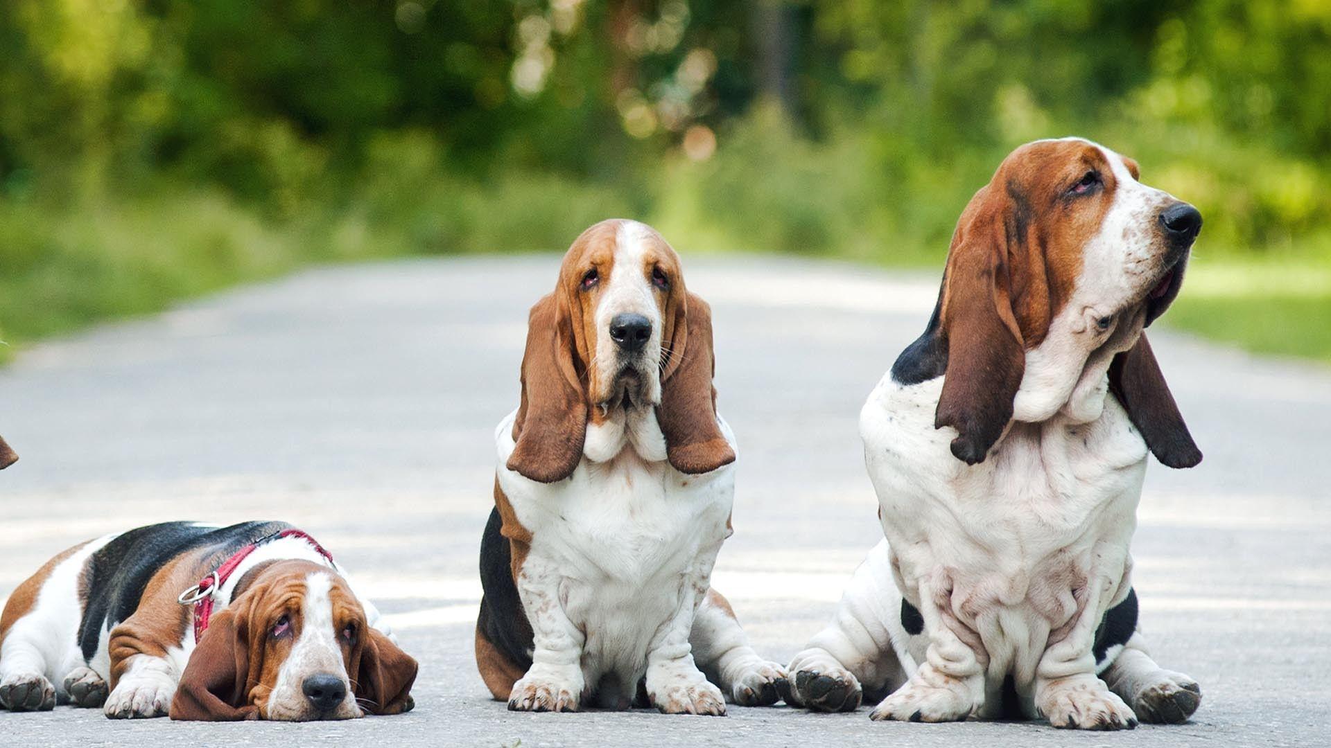 1920x1080 Basset Hounds Wallpaper