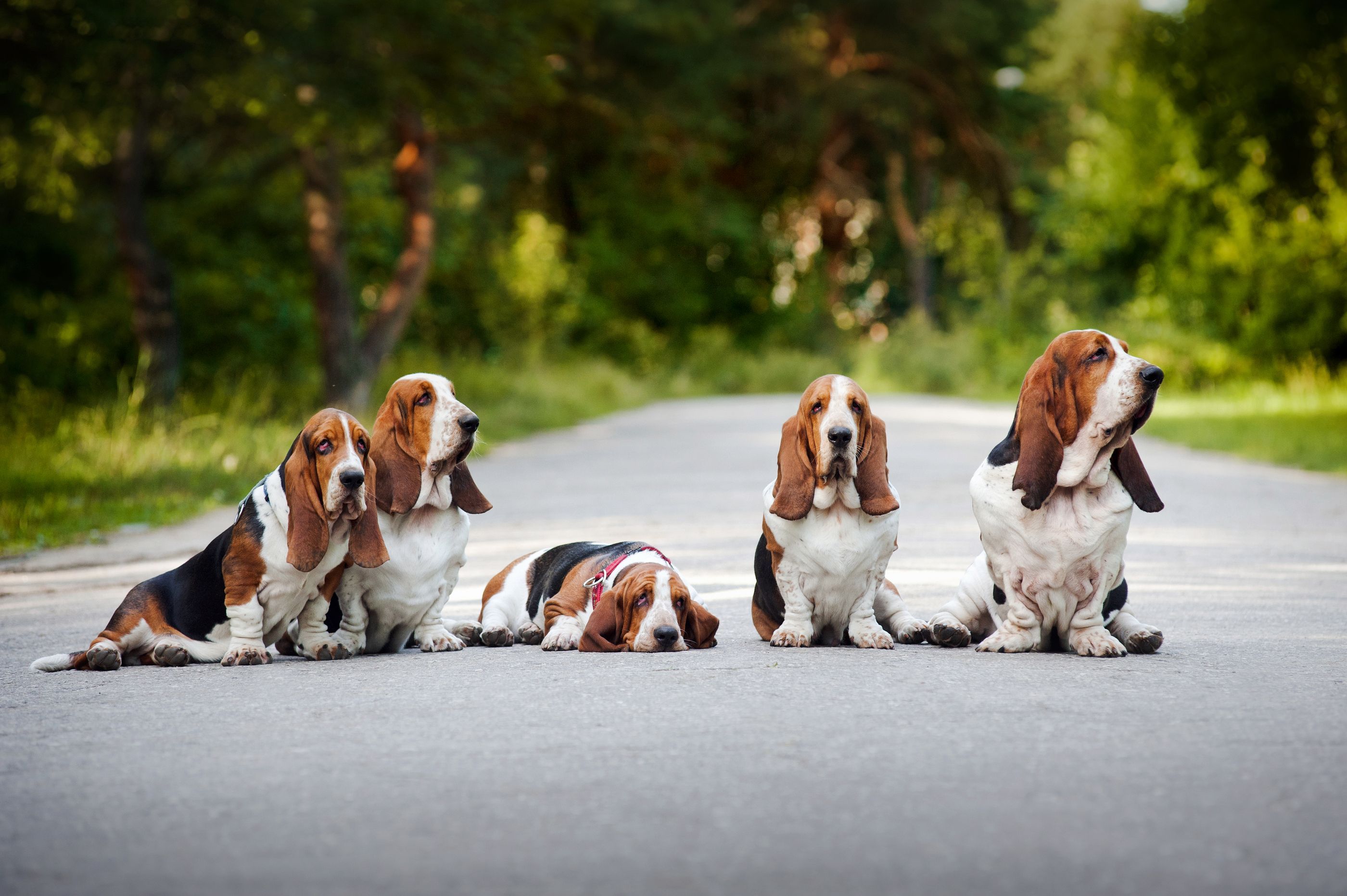 2800x1863 Basset Hound family portrait. Cani e cuccioli, Animali, Cani