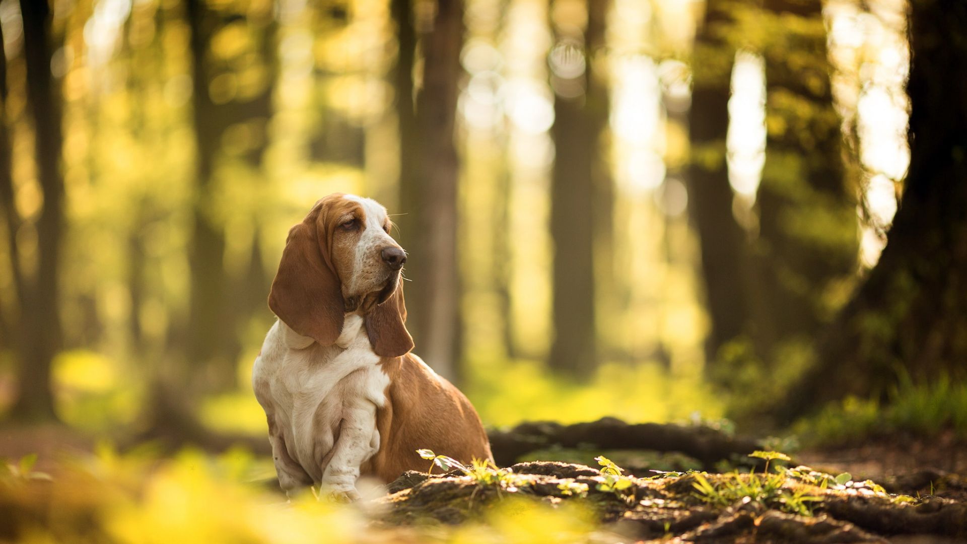 Basset Hound Wallpapers - Top Free Basset Hound Backgrounds ...