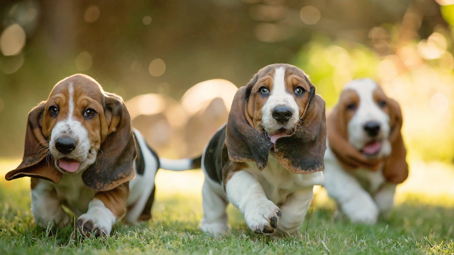 1920x1080 Download Cute Running Basset Hound Dogs Wallpaper
