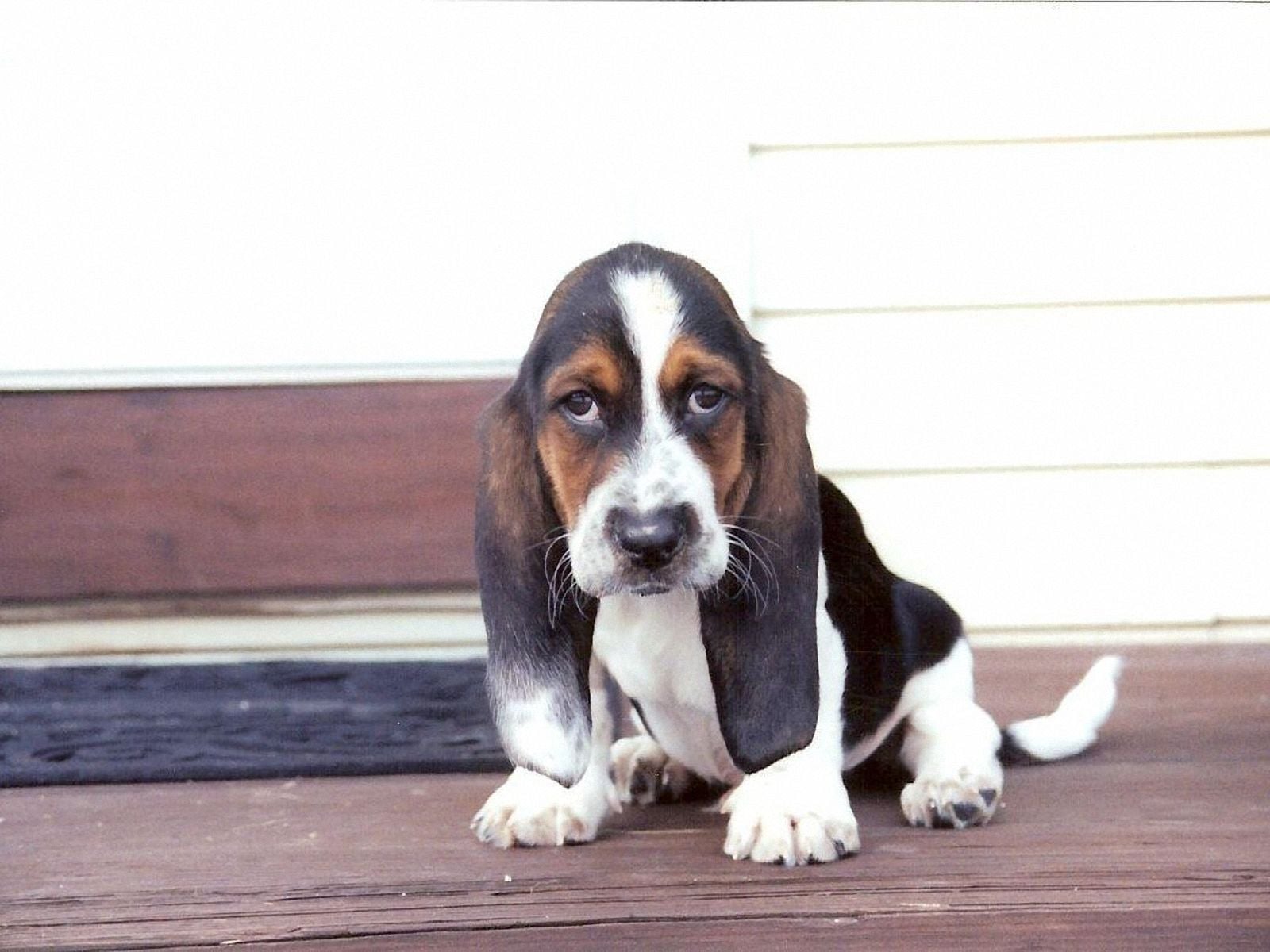 Basset Hound Wallpapers - Top Free Basset Hound Backgrounds