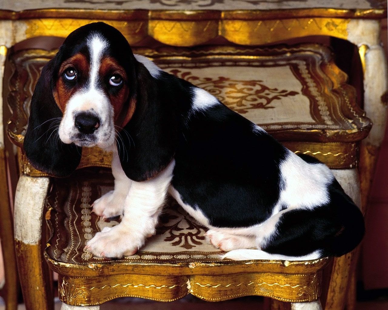 1280x1024 Basset hound puppy wallpaper. Basset hound puppy
