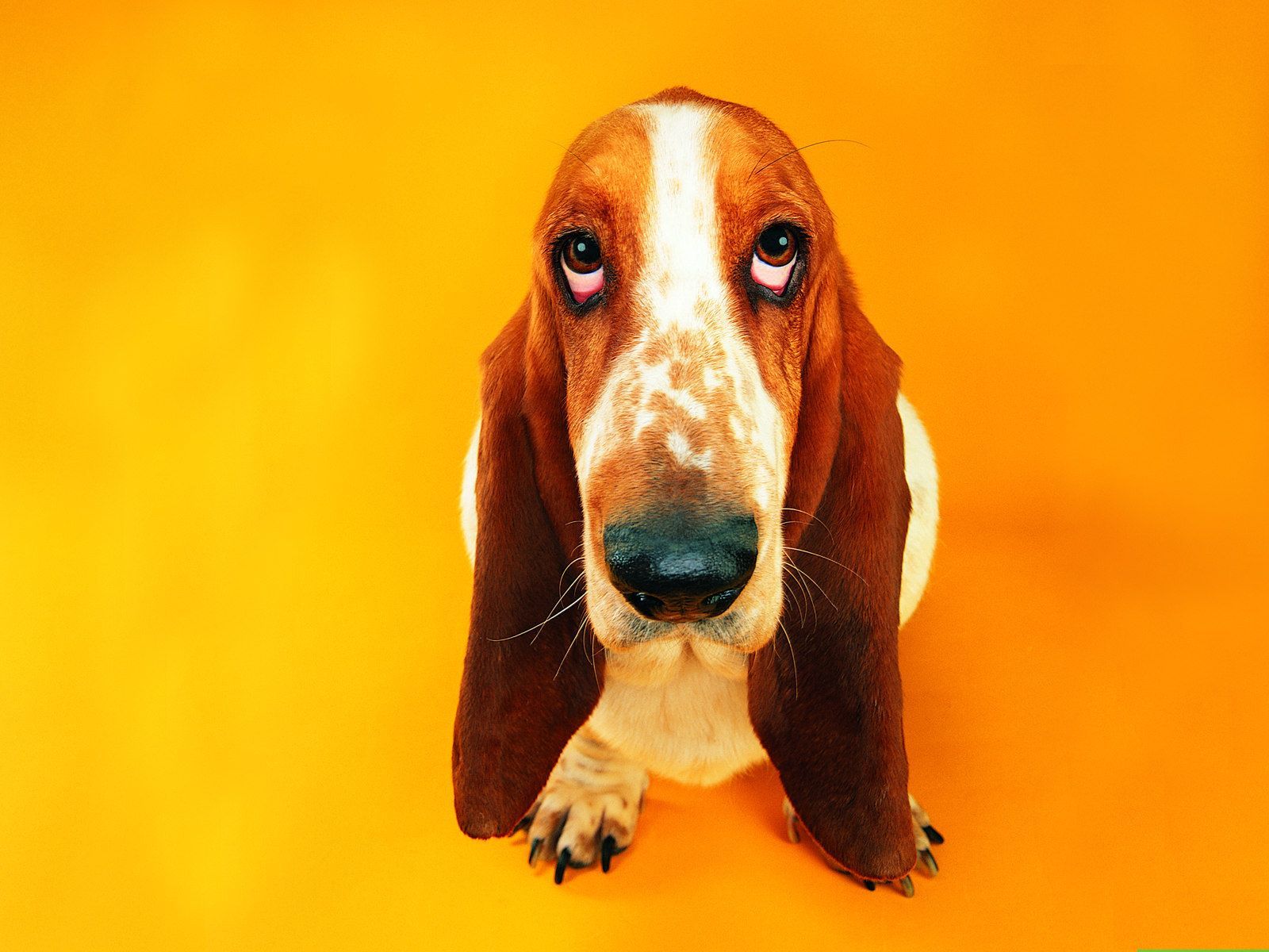 1600x1200 Cute basset hound on an orange background Desktop wallpaper 640x480