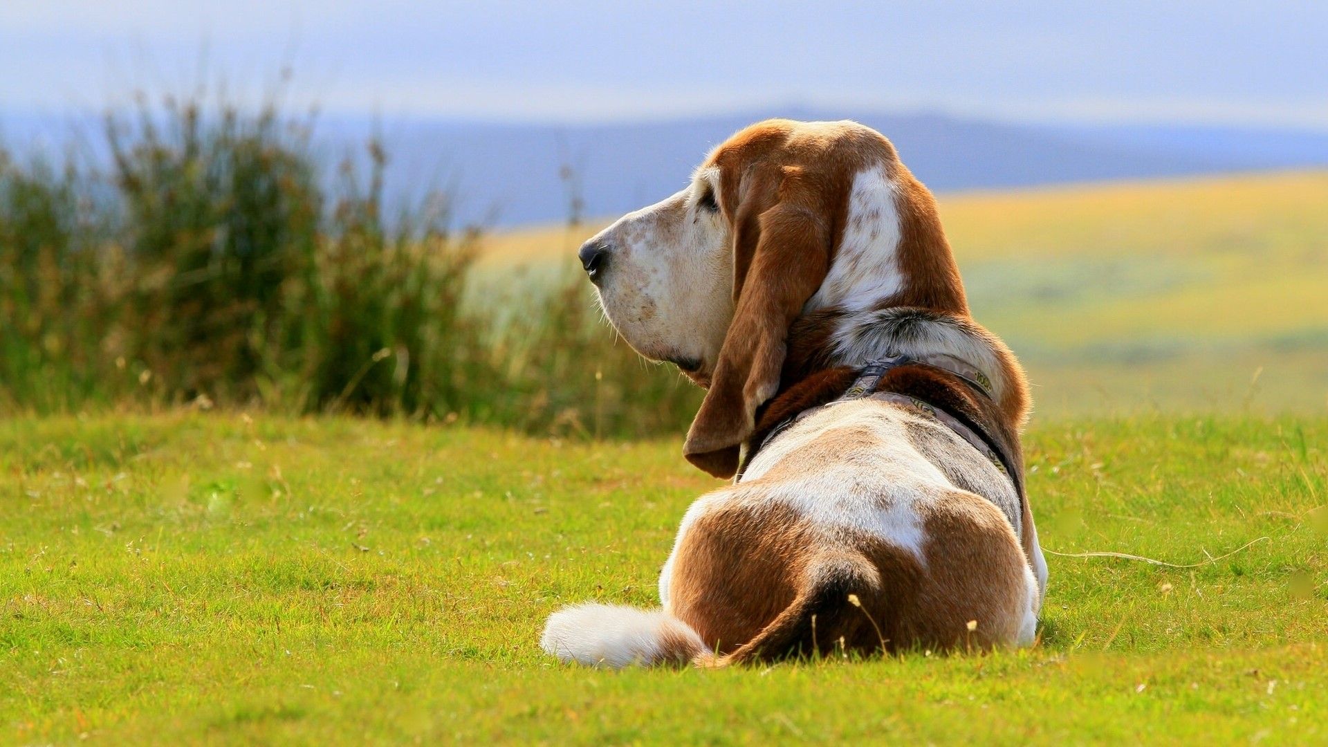 1920x1080 Dogs, Basset Hound, Grass Gallery HD Wallpaper