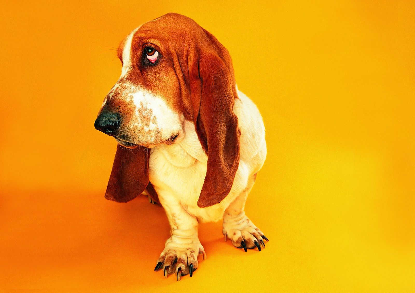 1600x1131 Free download Basset Hound Wallpaper [1600x1131] for your Desktop, Mobile & Tablet. Explore Basset Hound Wallpaper. Fox Hound Wallpaper, Puppy Basset Hound Wallpaper, Battle Hound Fortnite Wallpaper