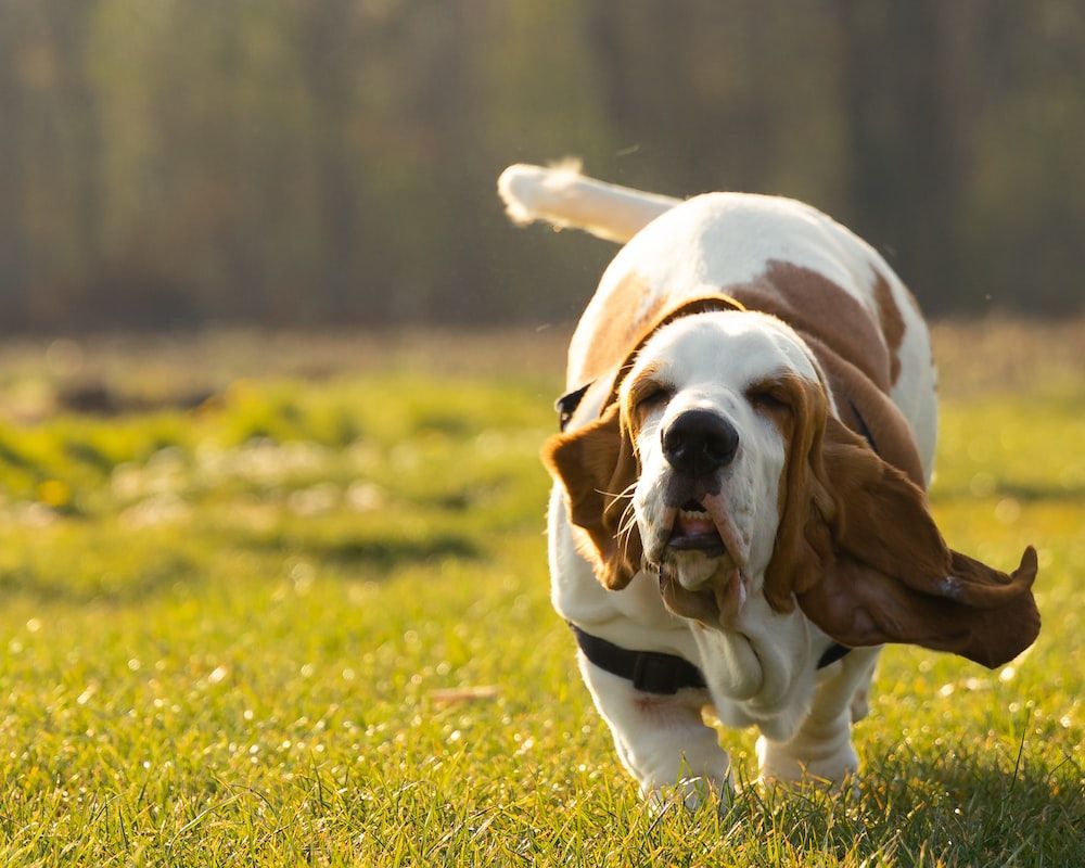 Basset Hound Wallpapers - Top Free Basset Hound Backgrounds ...