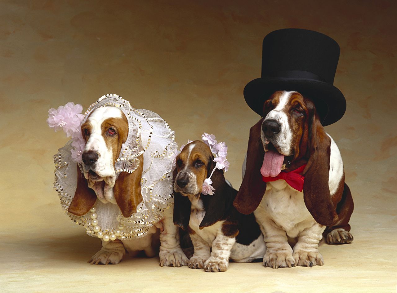 1280x945 Picture Puppy Basset Hound dog Hat Three 3 animal