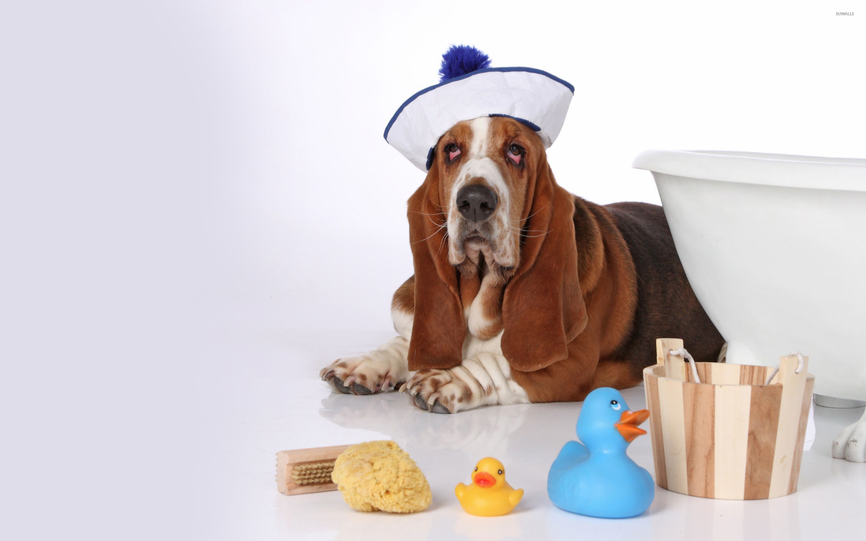 2880x1800 Basset Hound wallpaper wallpaper