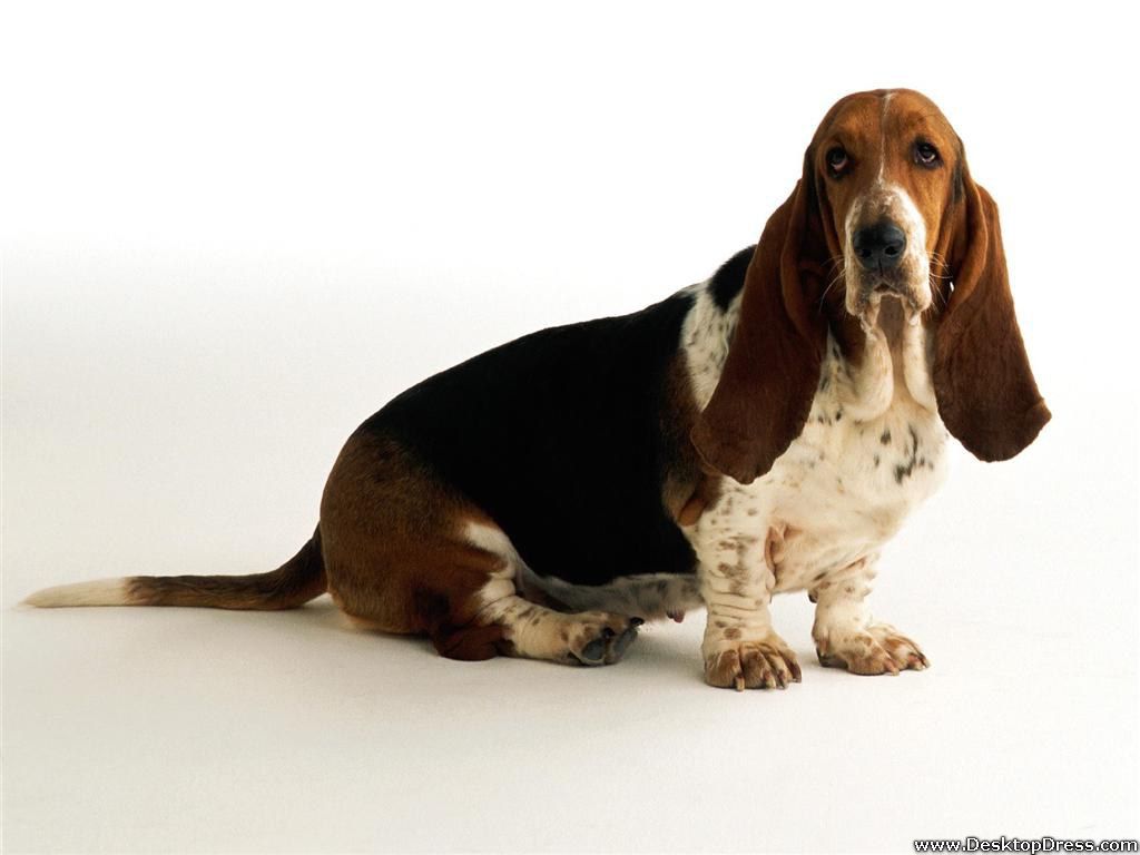 1024x768 Desktop Wallpaper Animals Background Basset Hound