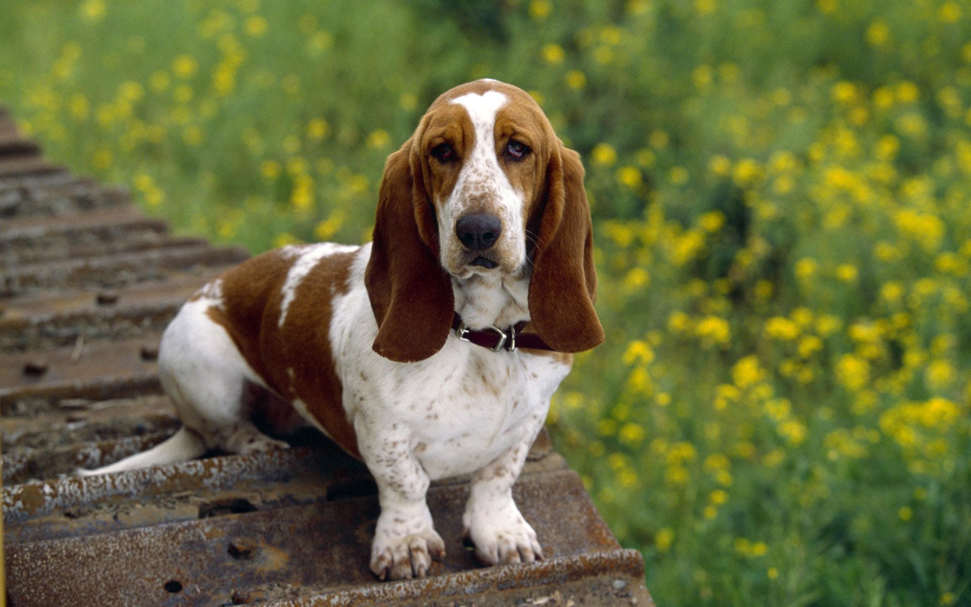 1920x1200 Basset Hound HD Wallpaper