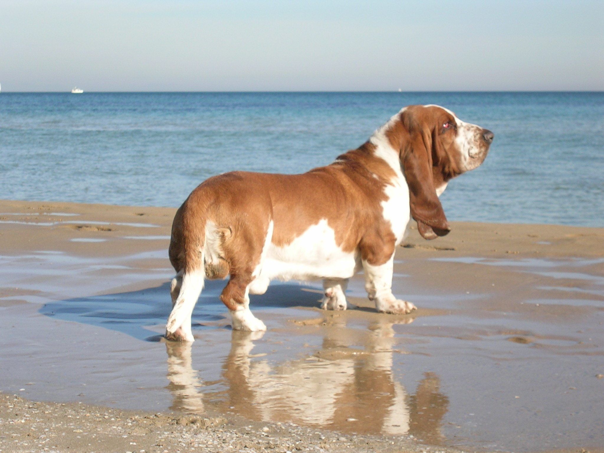 2048x1536 Basset Hound on the beach photo and wallpaper. Beautiful Basset Hound on the beach picture