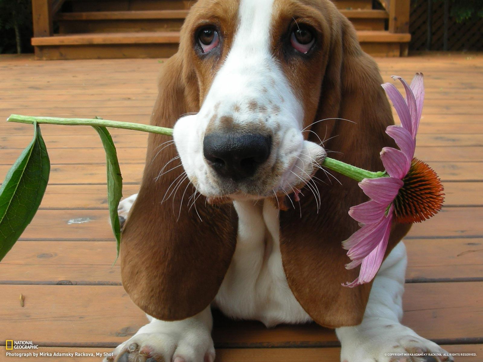 1600x1200 Basset Hound Wallpaper