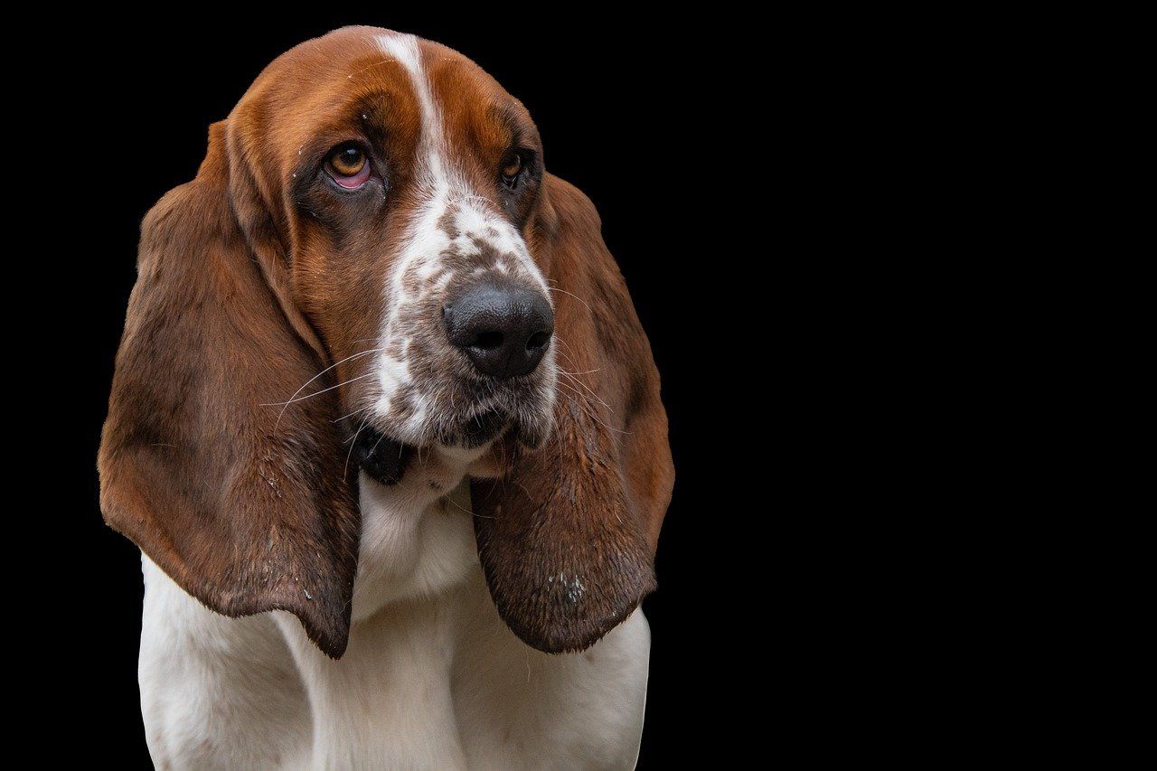 Basset Hound Wallpapers - Top Free Basset Hound Backgrounds ...