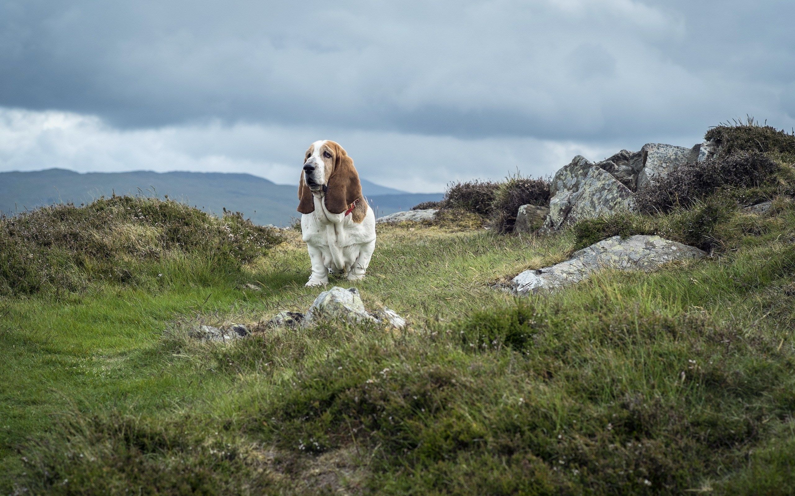 2560x1600 basset hound HD wallpaper, background
