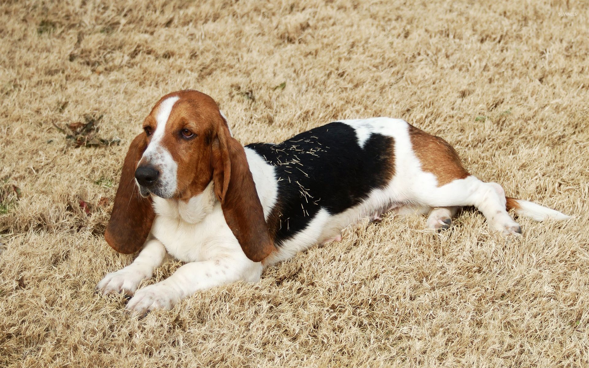 1920x1200 Basset Hound [3] wallpaper wallpaper