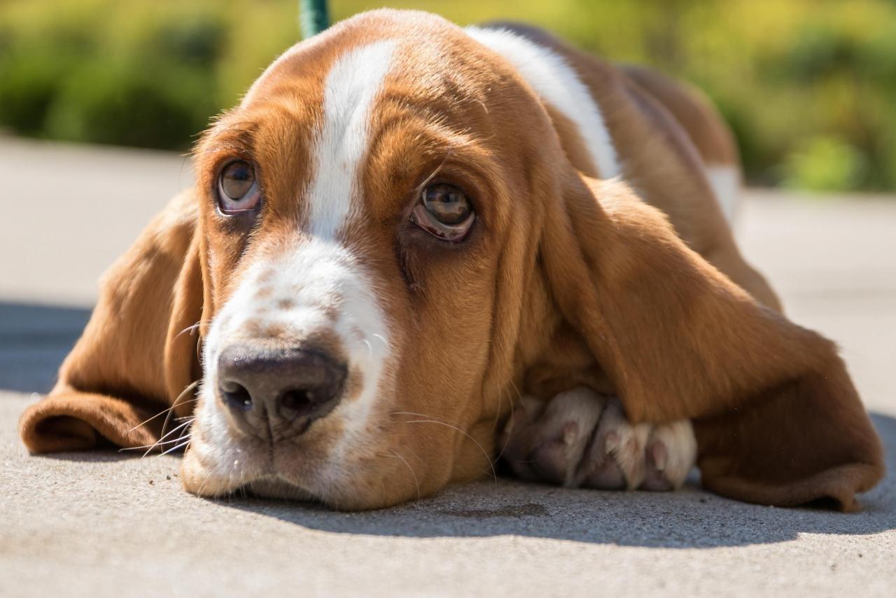 1280x854 Basset Hound Wallpaper