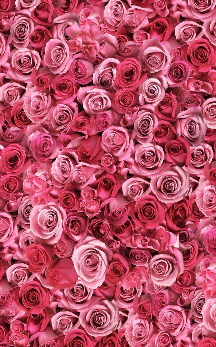 Rose Shades iPhone Wallpapers - Top Free Rose Shades iPhone Backgrounds ...