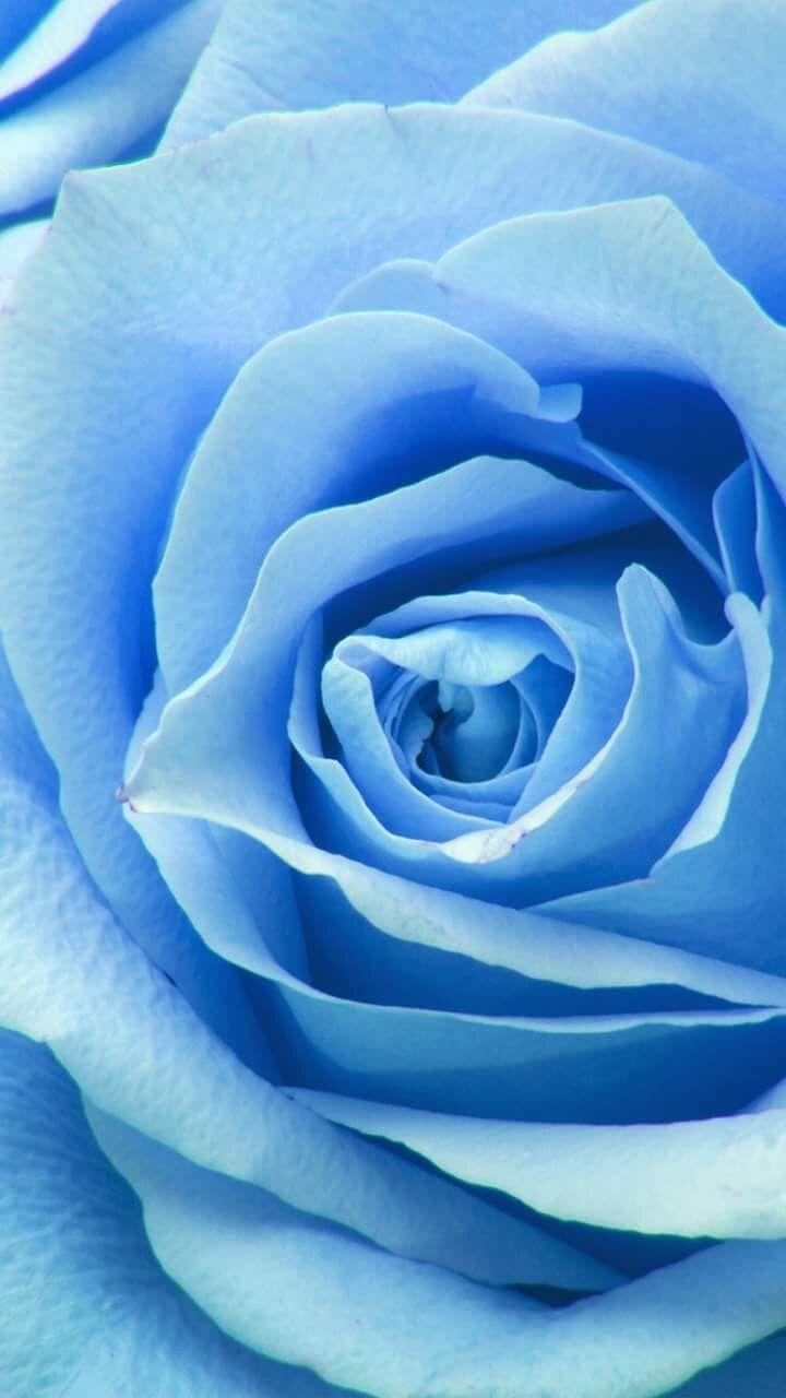 720x1280 W A L L P A P E R S. Blue roses wallpaper, Rose wallpaper, Light blue roses
