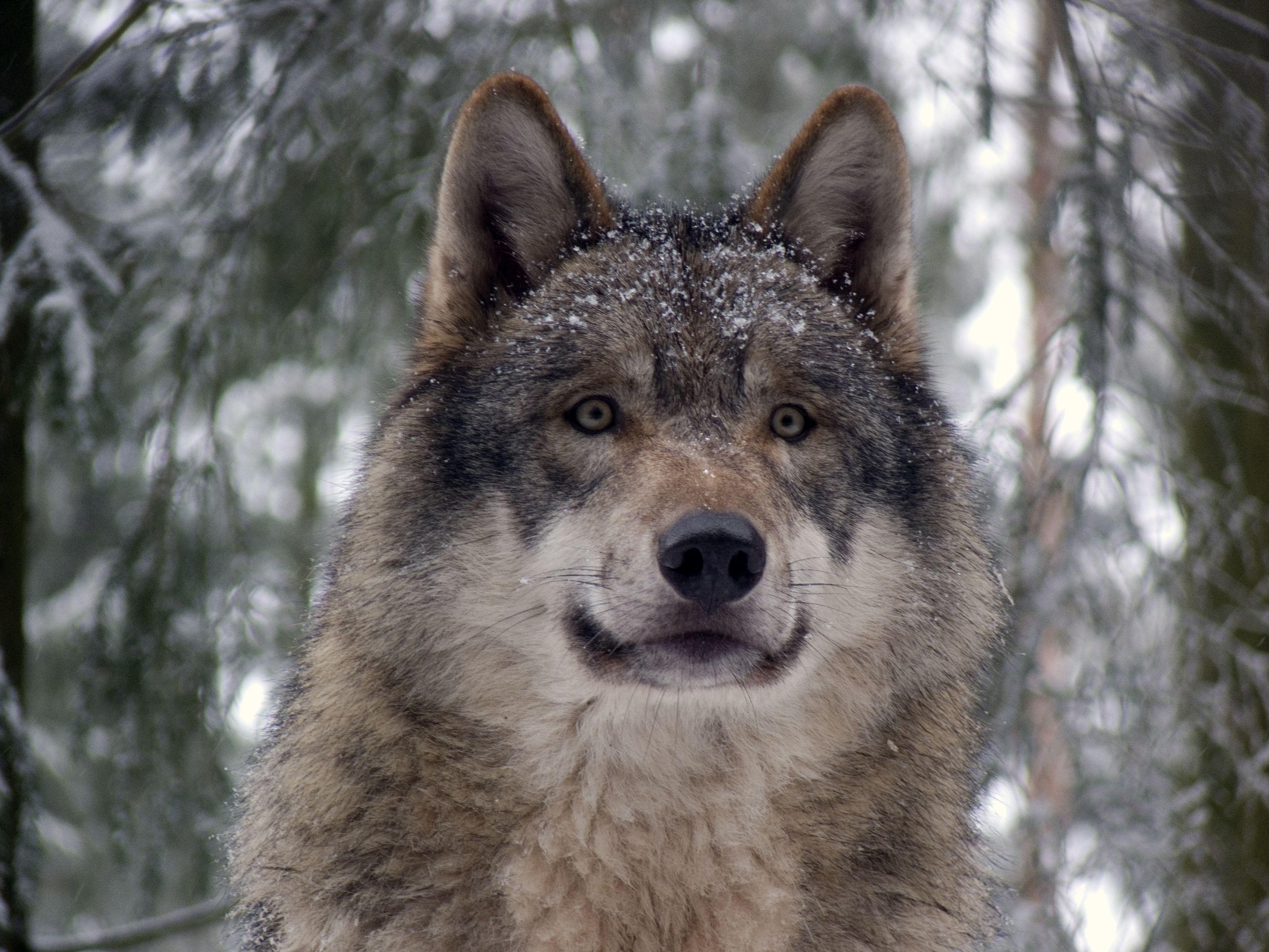 3648x2736 Wolf Chess