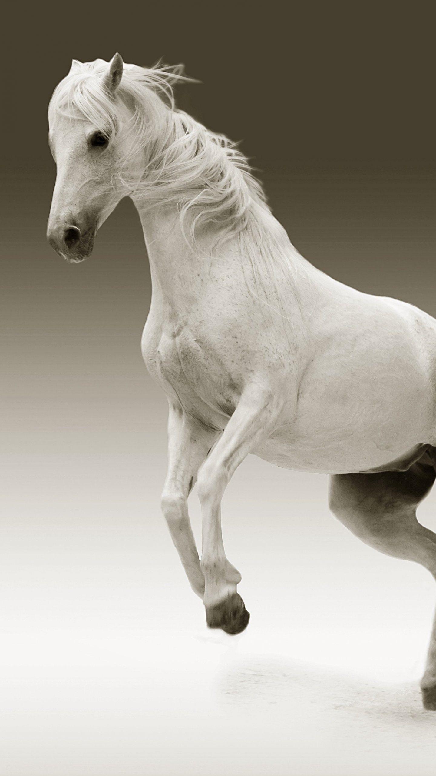 White Horse Wallpapers - Top Free White Horse Backgrounds - WallpaperAccess