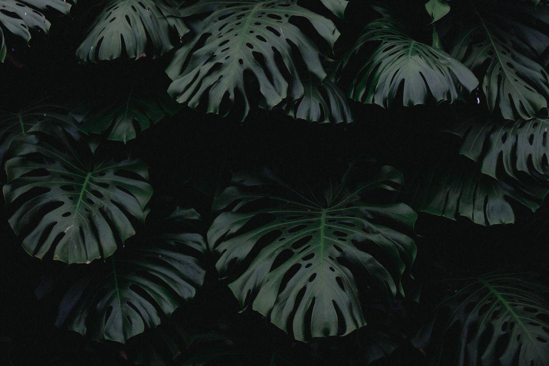 1125x750 Green Desktop Wallpaper Leaf Darkness Light free image download