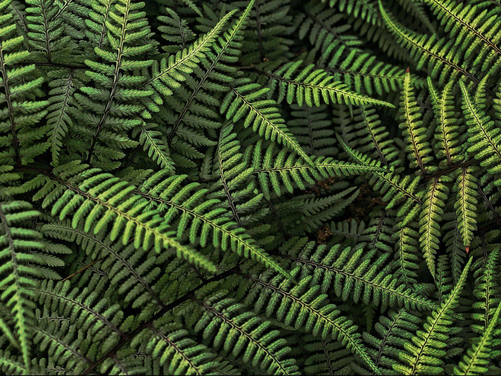 1600x1200 Cool Desktop Wallpaper: Ferns Plants Picture & Wallpaper