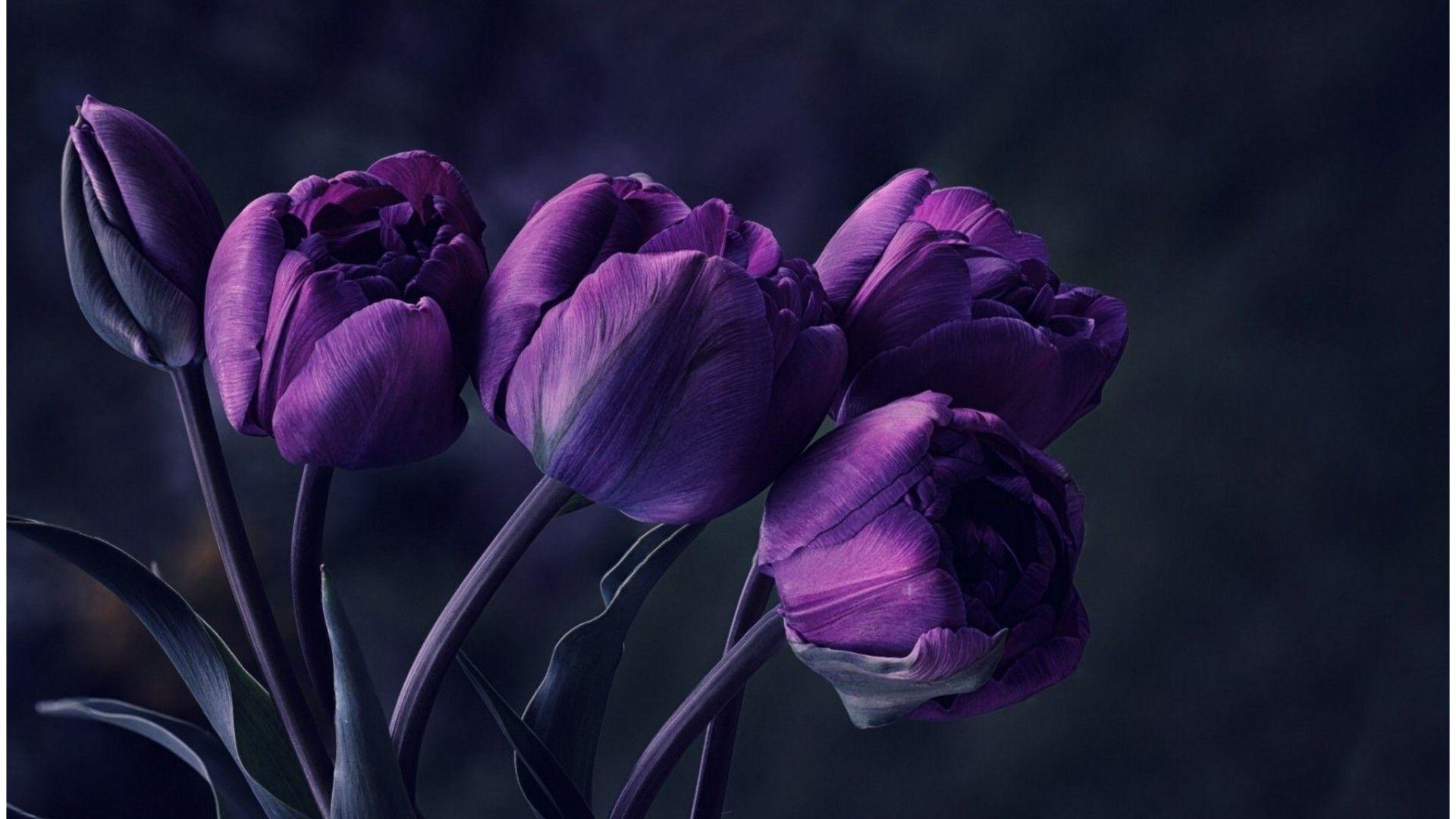 1920x1080 the best attitude c7d03 03ec6 dark flower wallpaper iphone
