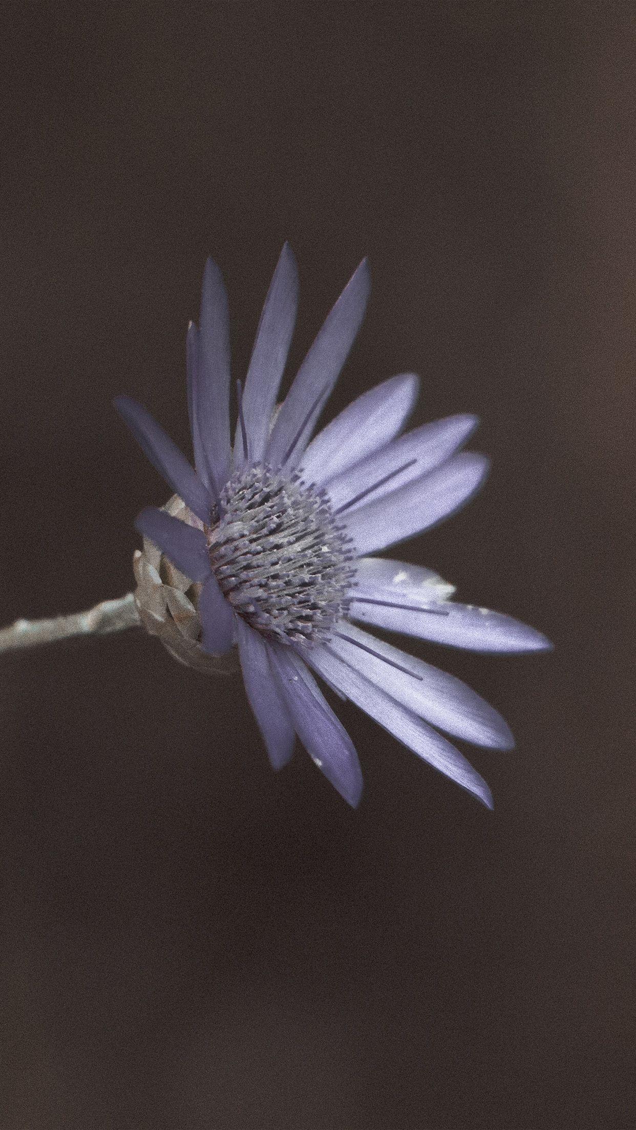1242x2208 iPhone7 wallpaper. flower awesome gorgeous