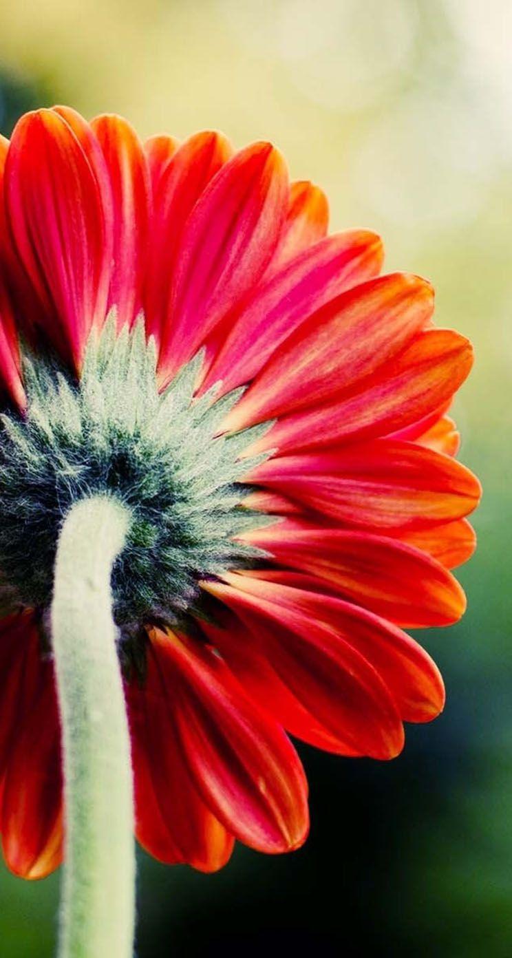 744x1392 Single red flower iPhone Wallpaper