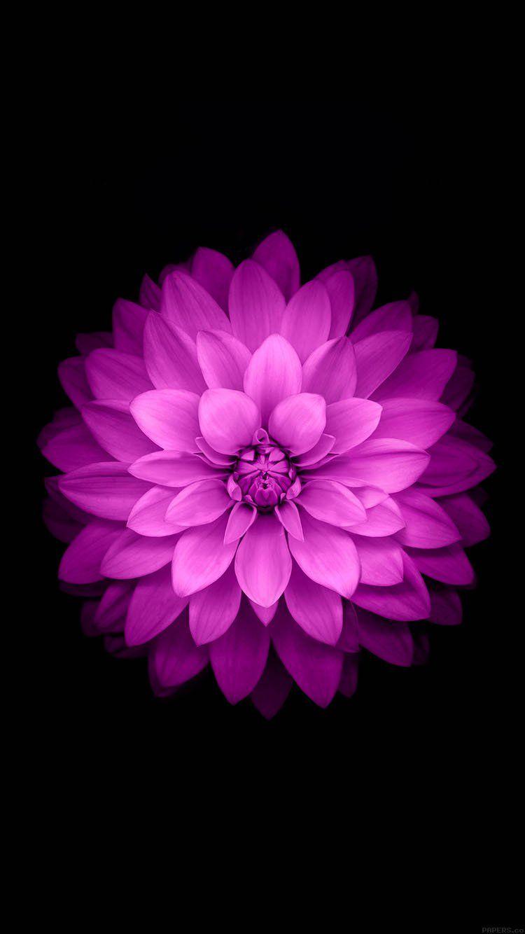 750x1334 Wallpaper Apple Red Lotus Iphone6 Plus Ios8 Flower Wallpaper