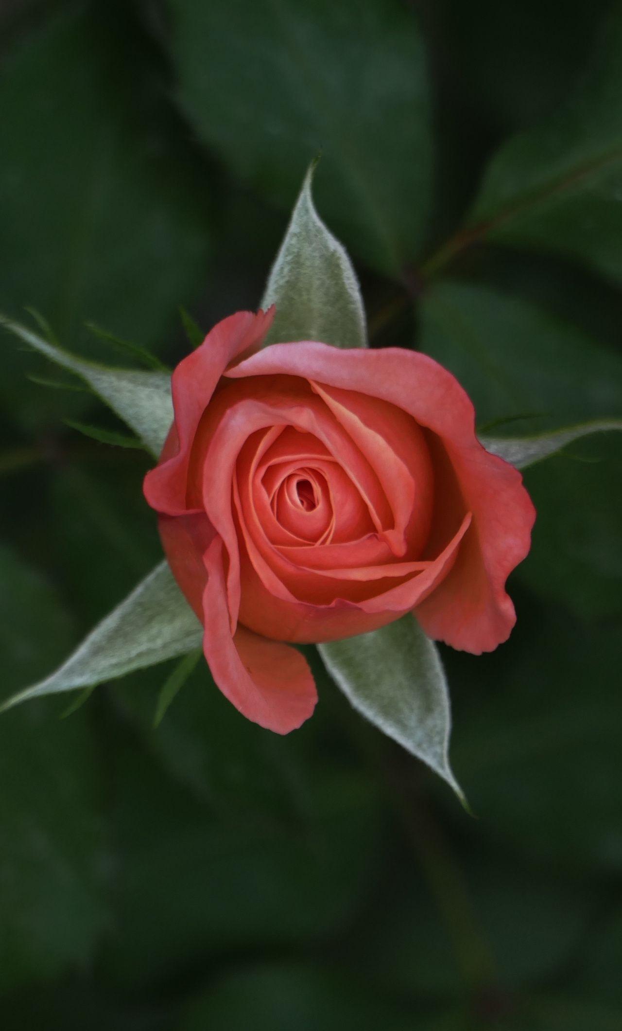 1280x2120 Download 1280x2120 wallpaper rose flower, lone, single, iphone 6