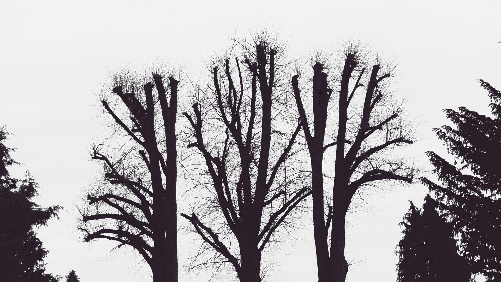 1920x1080 Download wallpaper 1920x1080 trees, branches, aesthetic, bw full HD