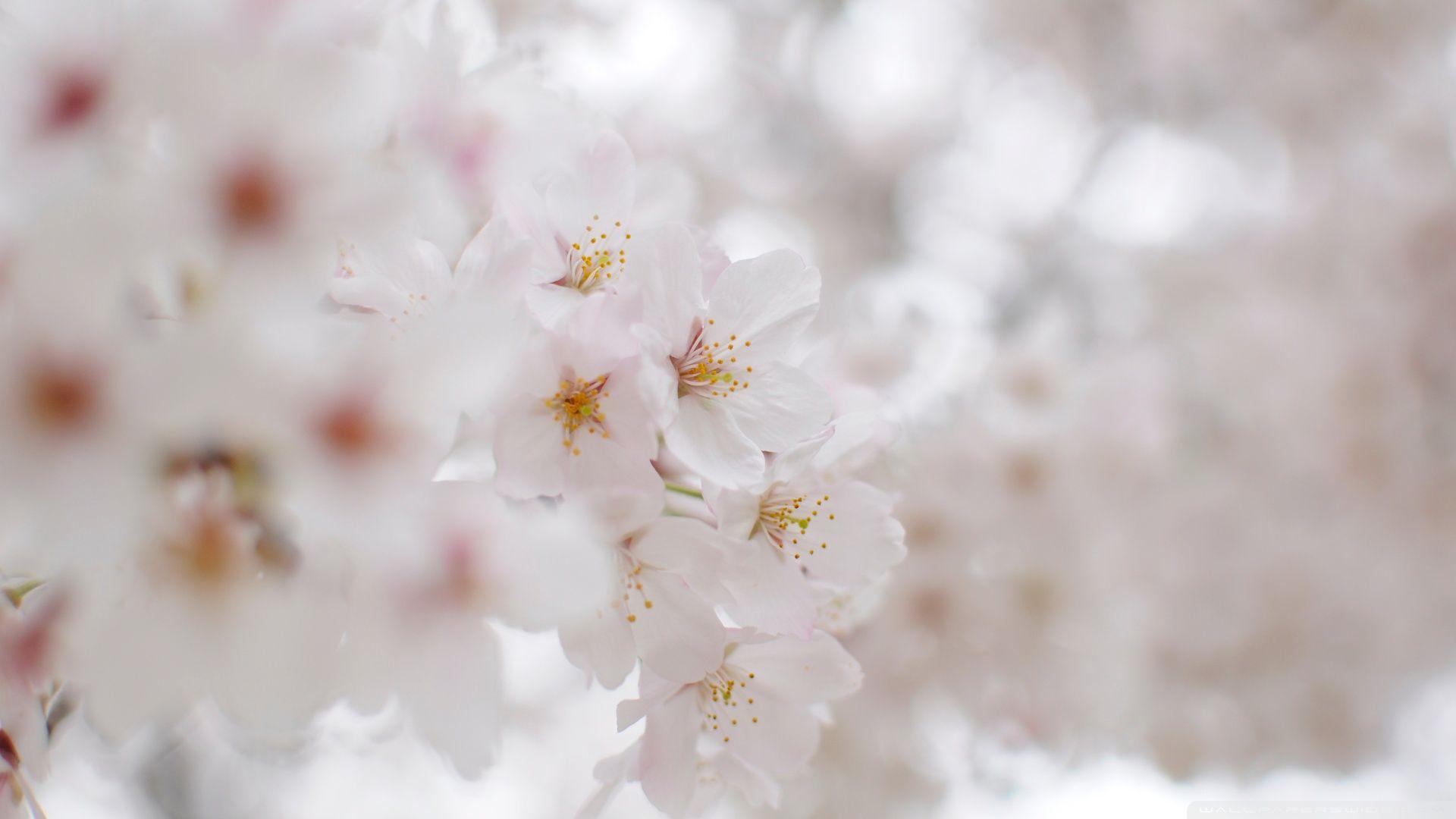1920x1080 White Cherry Blossom Macro Ultra HD Desktop Background Wallpaper for 4K UHD TV : Multi Display, Dual Monitor : Tablet