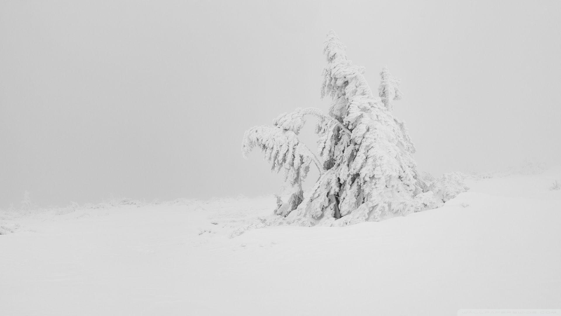 1920x1080 Winter White Snow Tree Aesthetic ❤ Hình nền máy tính để bàn HD 4K cho 4K