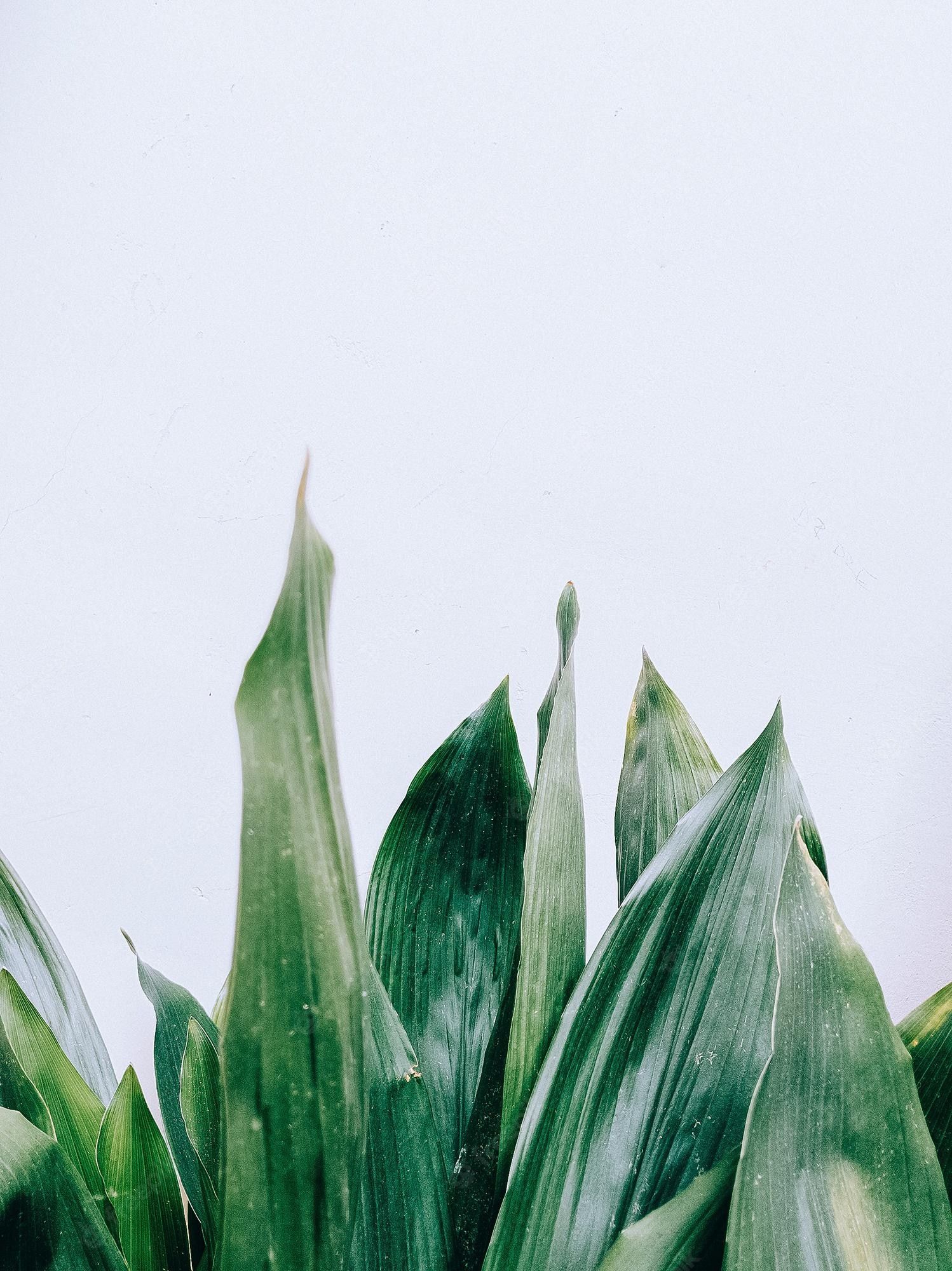 1498x2000 Premium Photo. Fashion natural wallpaper plant green on white wall minimalist aesthetic