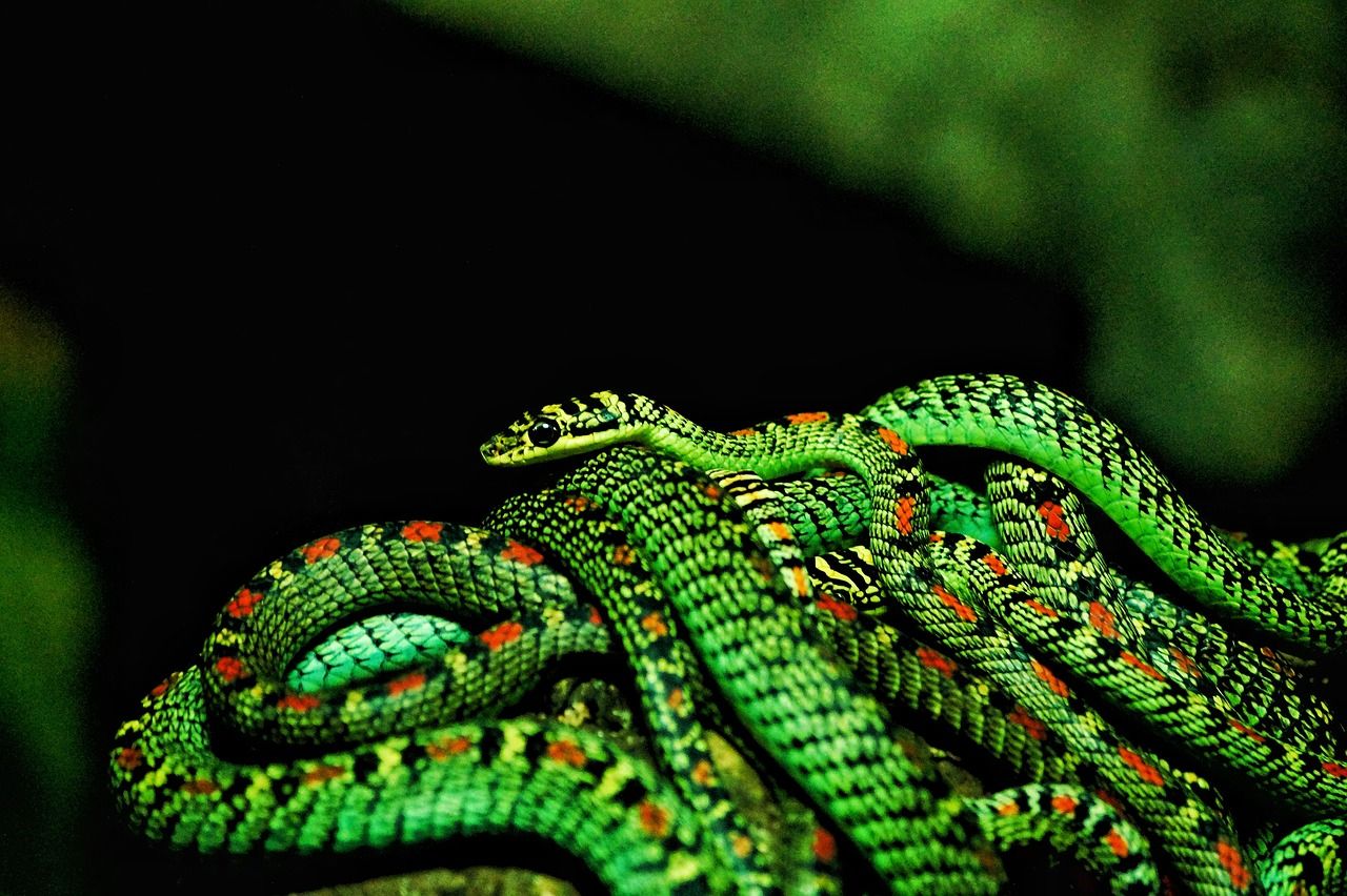 1280x852 Wallpaper Natural Mobile