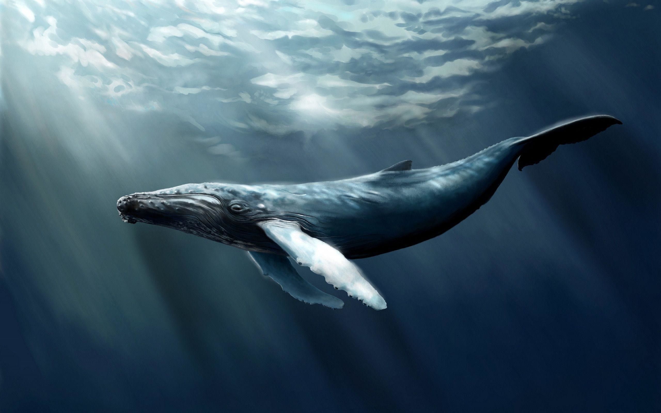 2560x1600 Humpback Whale Wallpaper