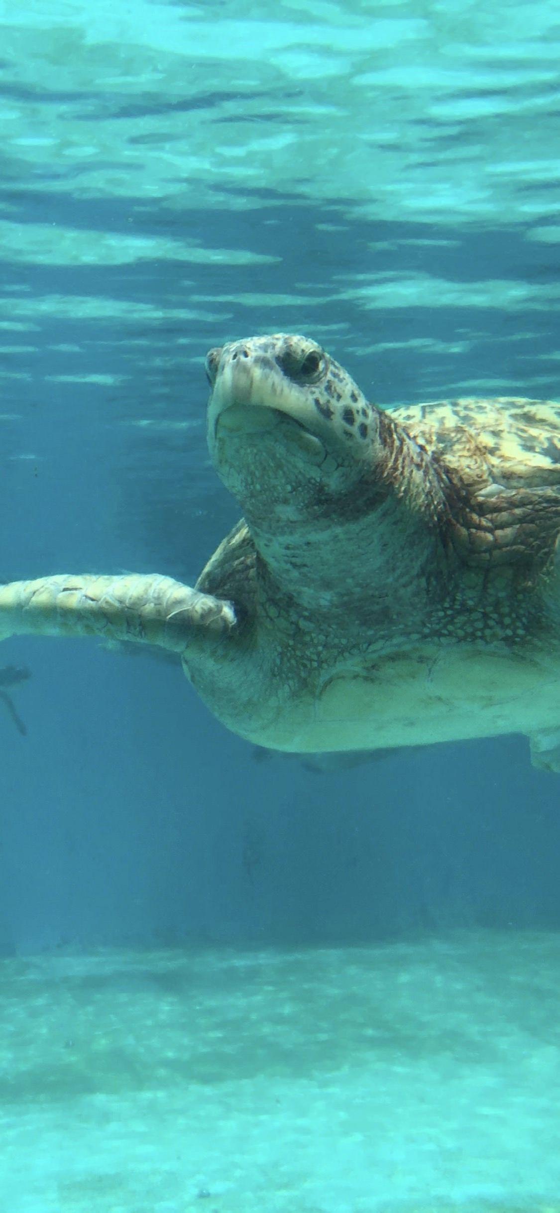 1125x2436 Animal sea turtle blue. wallpaper.sc iPhoneXS