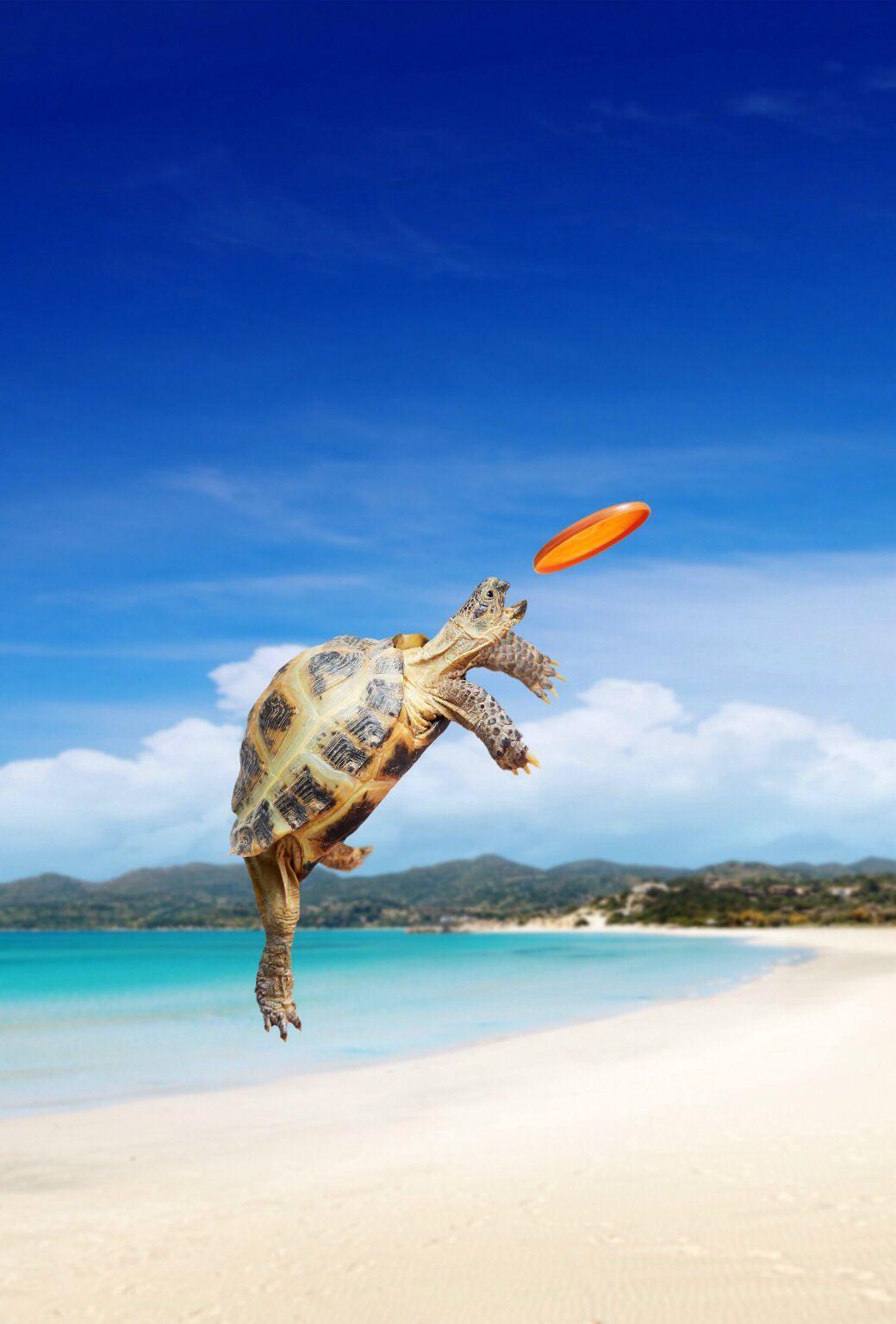 1040x1536 Turtle catching a frisbee on a beach iOS 7 wallpaper. Accessories