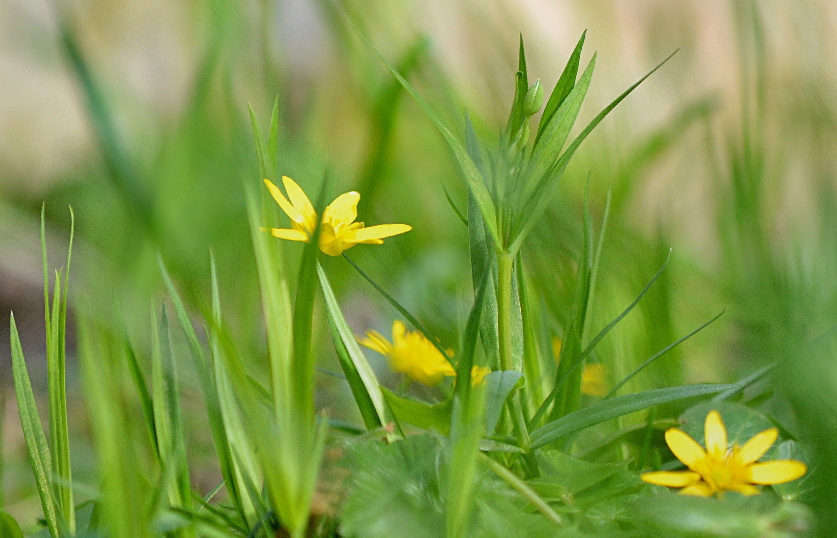2800x1800 2800x1800 high resolution wallpaper widescreen flower.me!