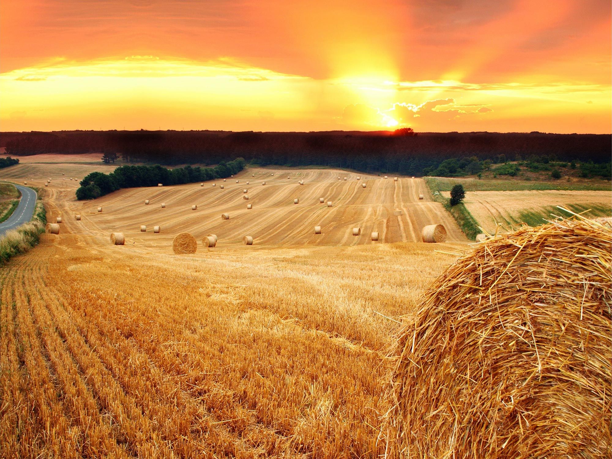 2000x1500 Efficient New Catalytic Approach Directly Converts Raw Biomass Into Natural Gas With Low Carbon Footprint