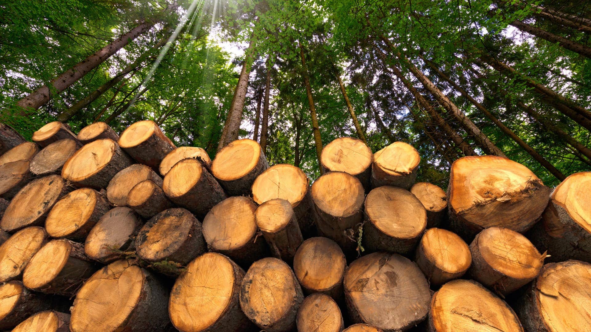 1920x1080 Burning Biomass in Europe Causes Deforestation in the U.S., Scientists Warn Oil Times