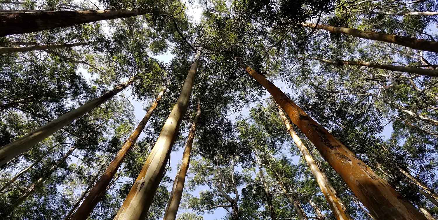 1500x755 Enhanced Biomass Sequestration