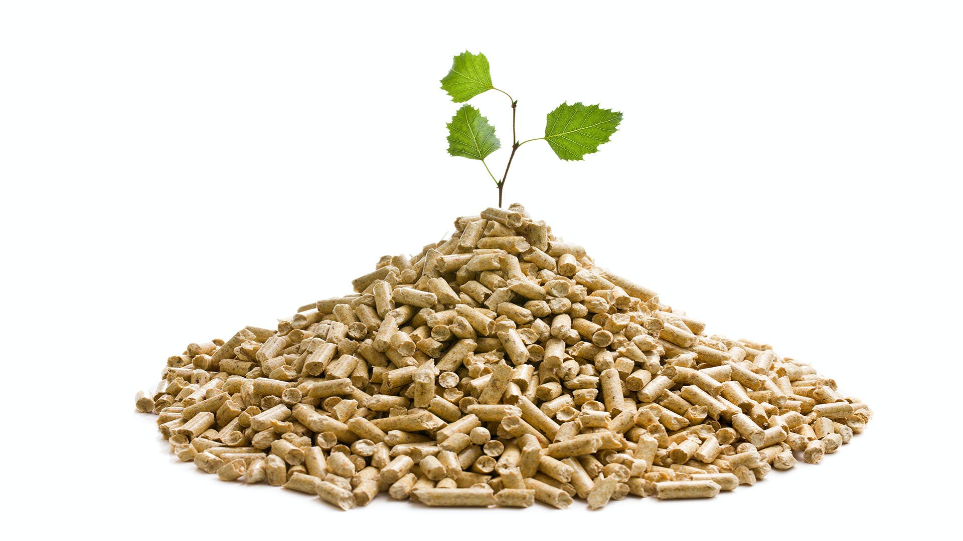 1920x1080 Is Biomass Renewable or Nonrenewable?. Inspire Clean Energy. Inspire Clean Energy
