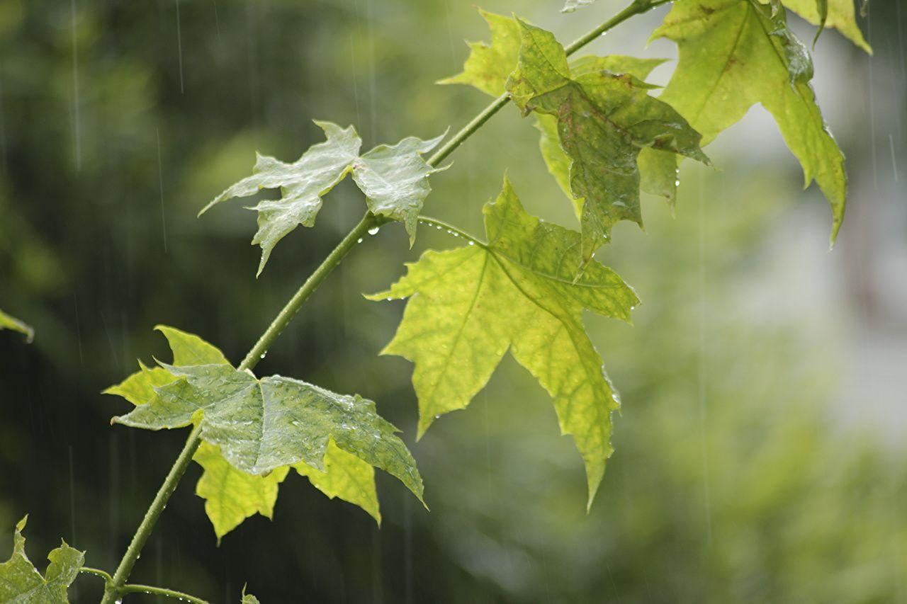 1280x853 Wallpaper Foliage Acer Green Nature Rain