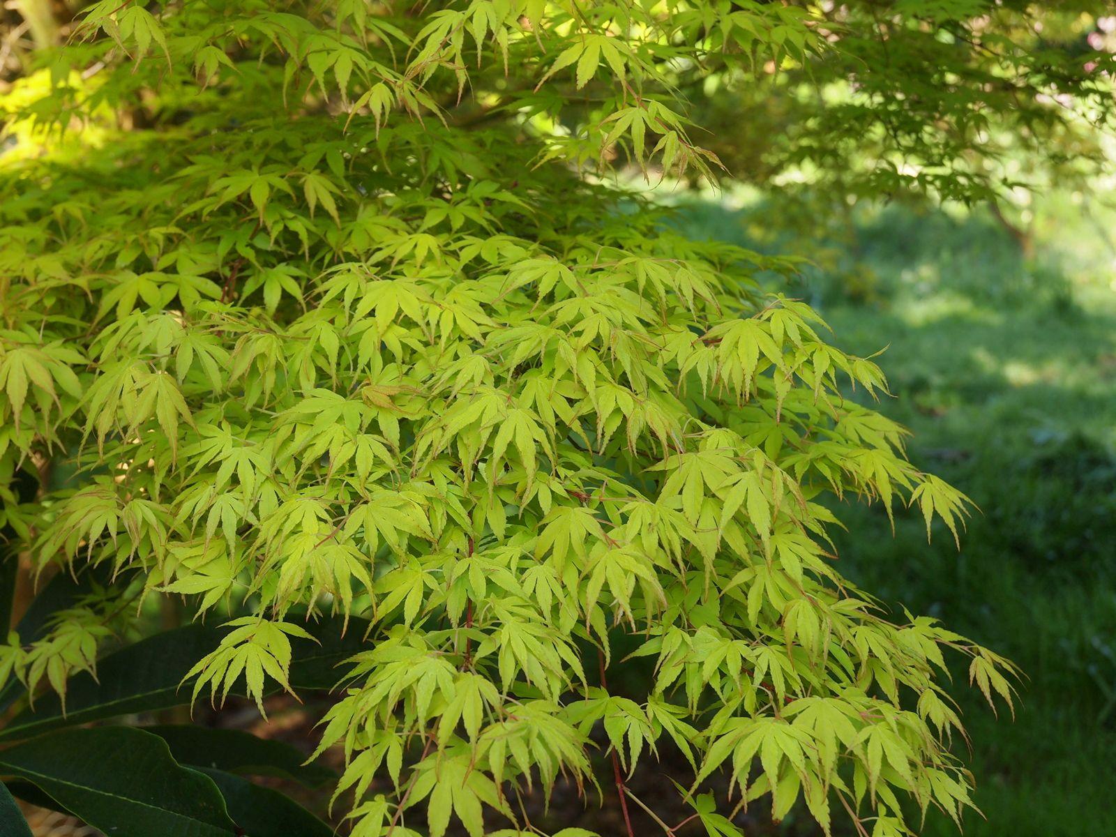 Acer Green Wallpapers Top Free Acer Green Backgrounds WallpaperAccess