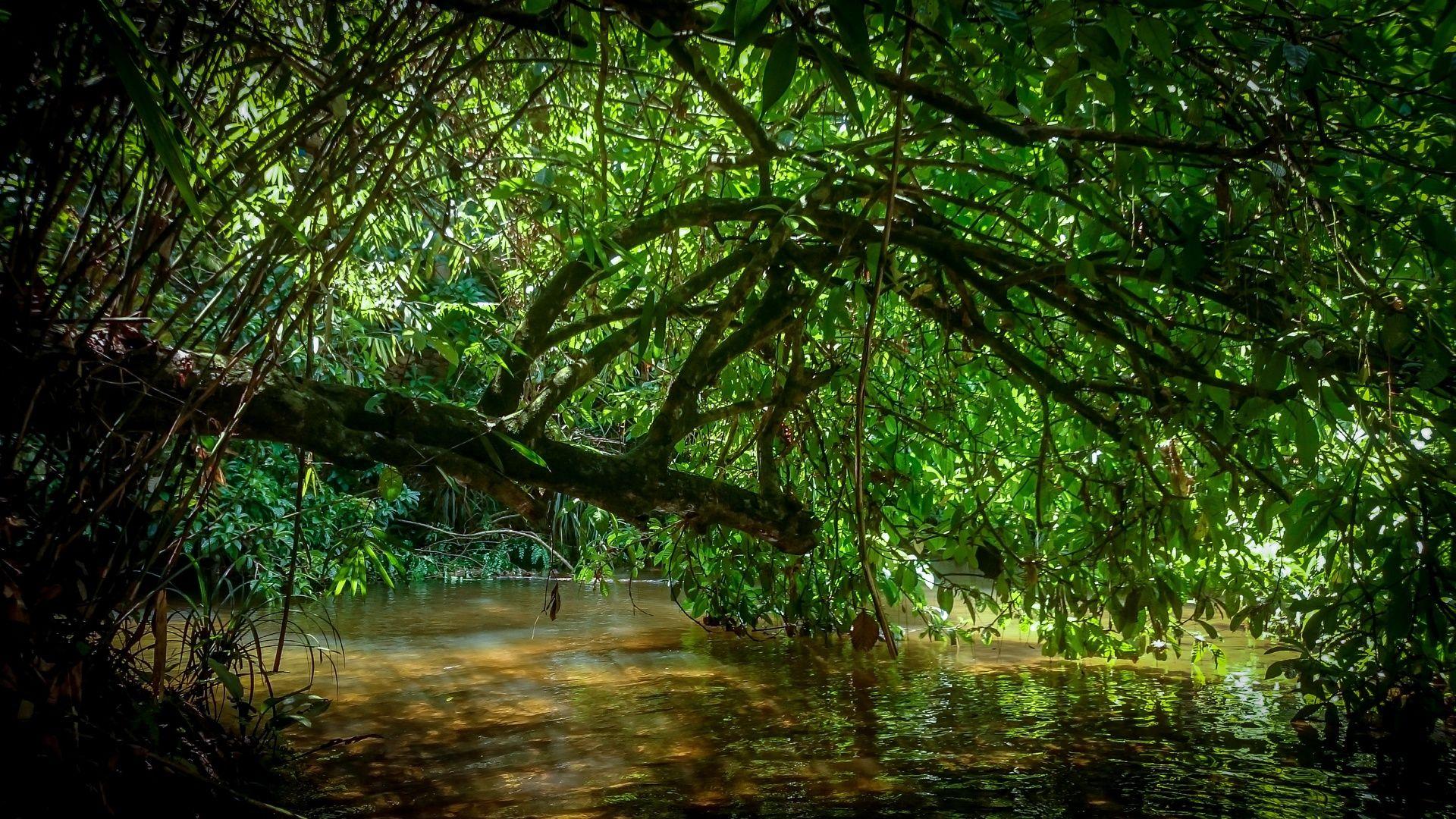 1920x1080 Under The Darkness Of The Nature 5K UltraHD Wallpaper. Wallpaper