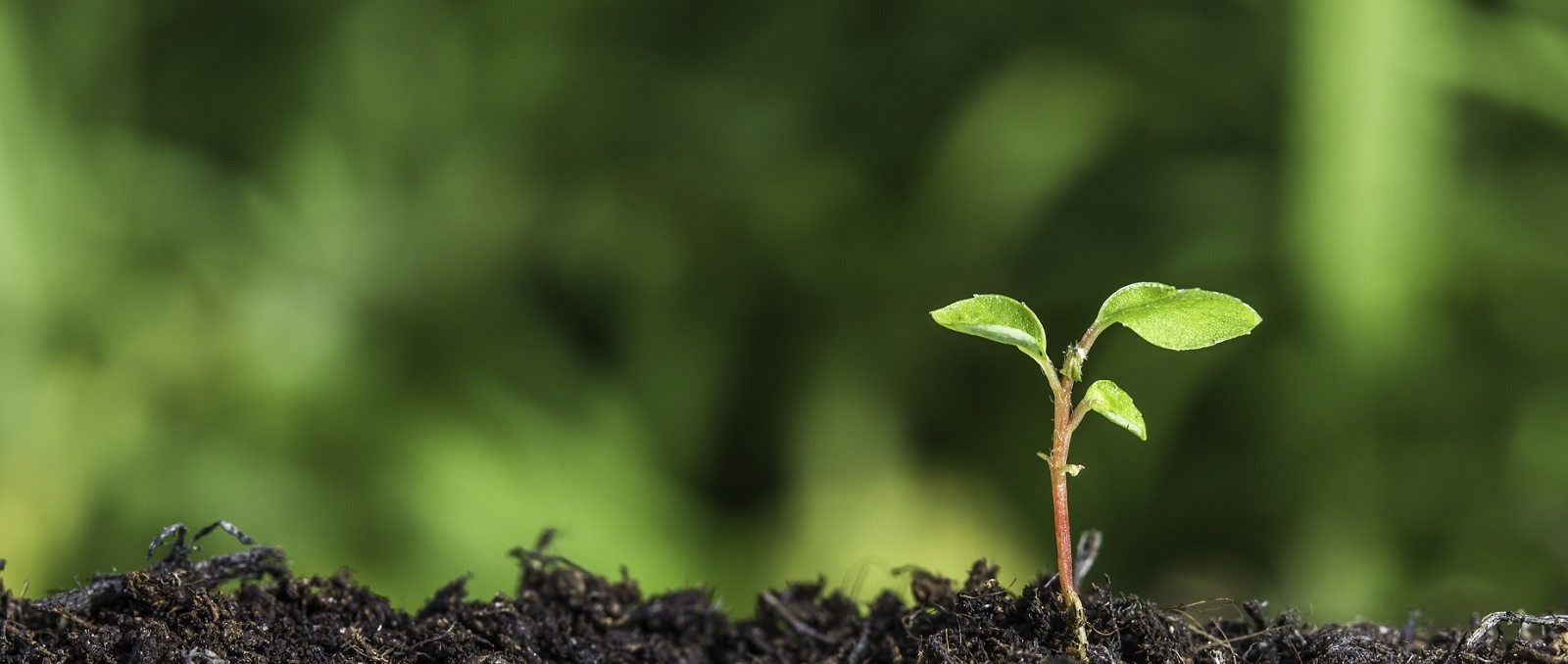 Seedling Wallpapers - Top Free Seedling Backgrounds - WallpaperAccess