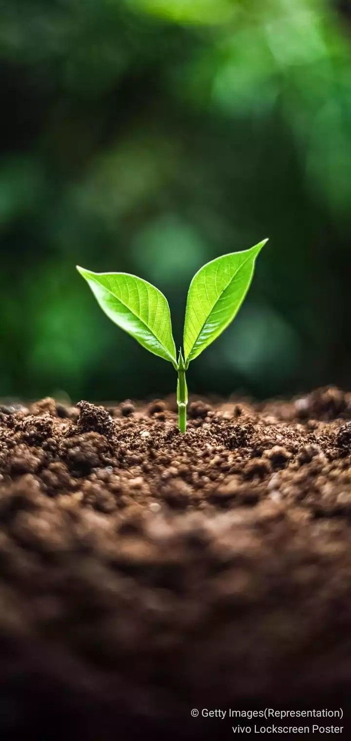 Seedling Wallpapers - Top Free Seedling Backgrounds - WallpaperAccess